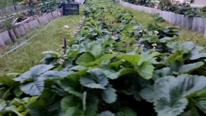 ПОМИДОРЫ в КЛУБНИКЕ