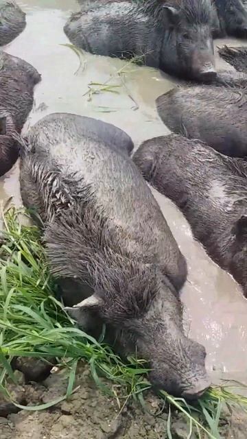 pigs in water, hog, boar #farm #animals #pigs #farmlife #animalfacts#sorts