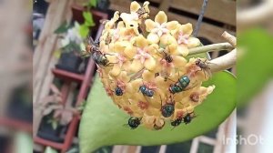 Hoya fuscomarginata