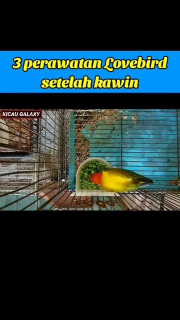 3 perawatan Lovebird setelah kawin agar cepat bertelur #videoshorts #lovebird