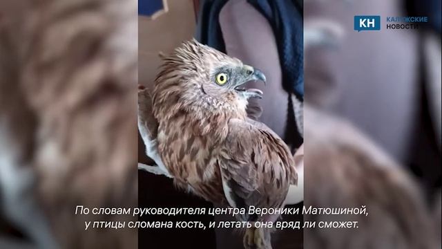 Полевой лунь сломал крыло после столкновения с машиной в Калужской области