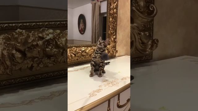 Бенгальская девочка