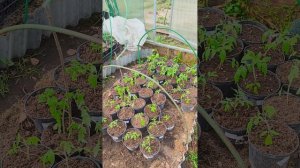Перевалка томатов🌱🍅