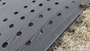 Подготовка участка для нового маточника клубники