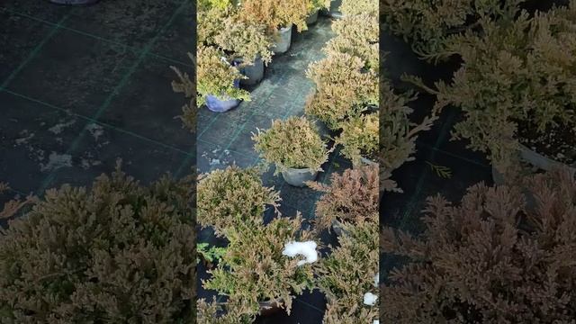 3 популярных низкорослых стелющиеся можжевельник для вашего сада.Блю чип Пасифик Блю Принц уэльский смотреть онлайн