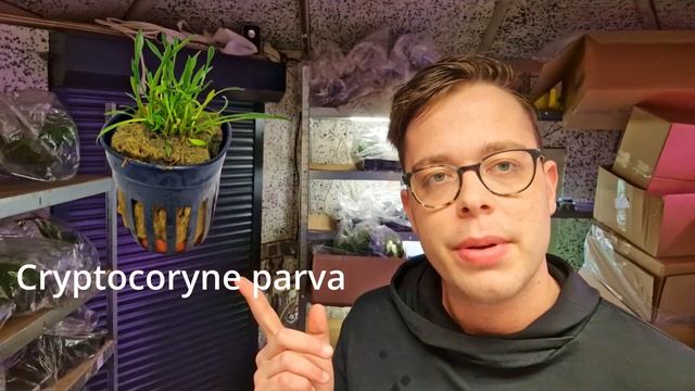 Smeltende Cryptocoryne? Knippen of Niet? Ontdek de Juiste Aanpak! смотреть онлайн