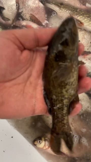 #екатеринбург #automobile #music #fishing #таджикистан смотреть онлайн