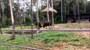 Быки и антилопы