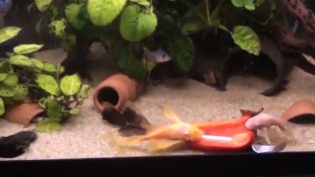 ancistrus long fin all tipe смотреть онлайн