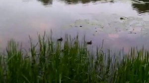 Утка с утятами