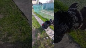 Нападение индюка! А я его вырастила, лечила 🦃🦃🦃🦃🦃🦃🦃