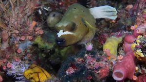 Reef Life of Bunaken National Park - Murex Dive Resorts