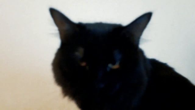 Кошачьи будни. Зима. смотреть онлайн