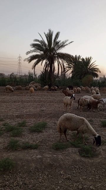 ندعو من الله ان يبارك ويزيد بعد الذبح الجائر في كل مناسبة/د.محمد برهان смотреть онлайн