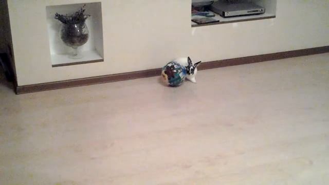 Заяц футболист смотреть онлайн