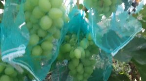 виноград Продюсер