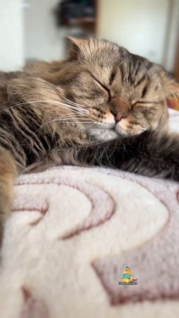 Включаемся в новый день!😻🎶 #котики #новыйдень #милыйкотик