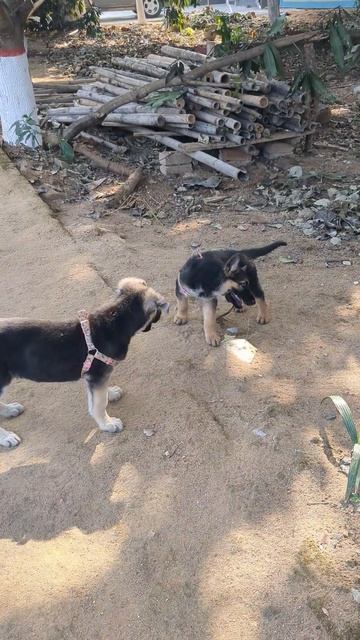 From Tiny Paws To Big Hugs! #puppy #dog #dogs #doglover #germanshepherd #family #shorts #cute