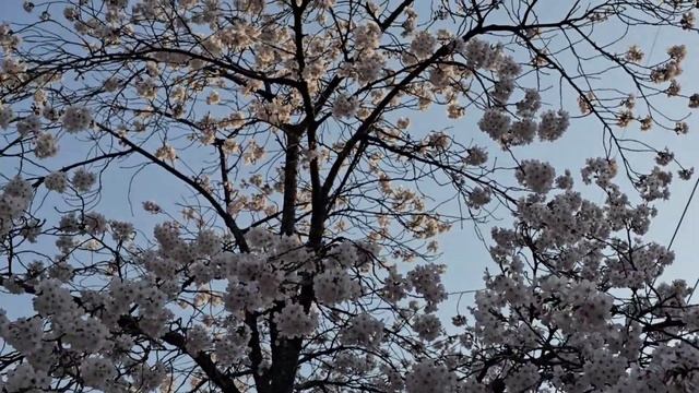 БОЛТАЛКА / Гуляем Вместе / Жарим Оладушки с Изюмом / Перемываем Косточки Соседям / Spring in Seoul смотреть онлайн