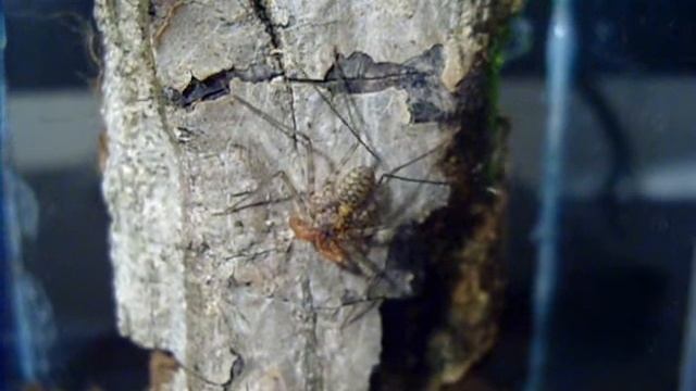 Damon diadema смотреть онлайн