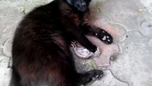 кошара завалил воробушка смотреть онлайн