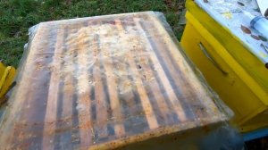 Обработка пчел против клеща варроа щавелевой кислотои