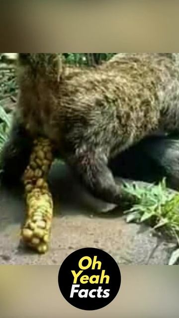 Indonesia की कॉफी(coffee)😱 Amazing Facts in Hindi #shorts by OhYeahFacts смотреть онлайн