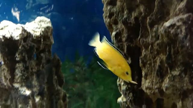 Демассони и еллоу смотреть онлайн