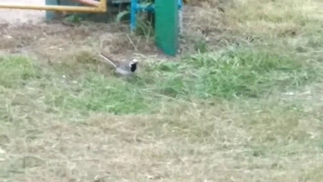 Белая трясогуска смотреть онлайн