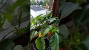 Трюфелек оранжевый, сладкий компактный перец и Гогошар красный Хозяюшка 🍅🌶👍👍👍