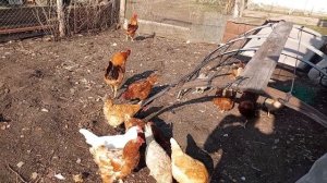 В ДЕРЕВНЕ  ВСЕ  ТАК ДЕЛАЛИ, ВИКТОР ПРОКРУЧИВАЕТ СТЕБЛИ ЧЕСНОКА