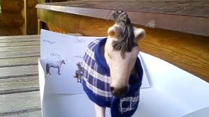 Шляйх(schleich)