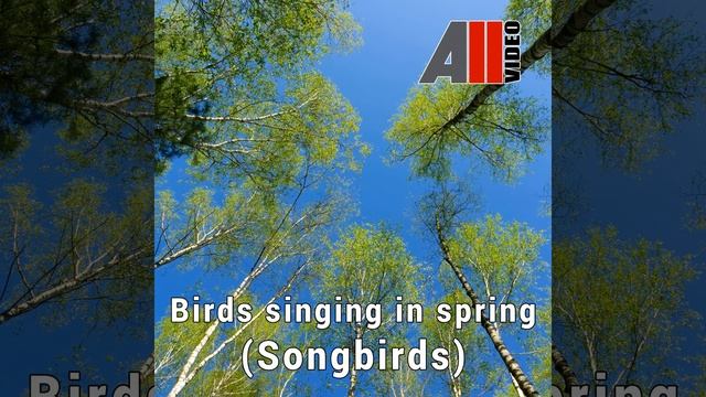 Birds Singing in Spring (Songbirds)