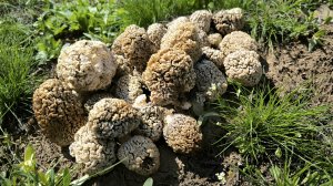 ЭТО НАДО ВИДЕТЬ! СБОР СМОРЧКОВ НА ПОЛЕ. Грибы в апреле 2025. Где искать сморчков и когда?!