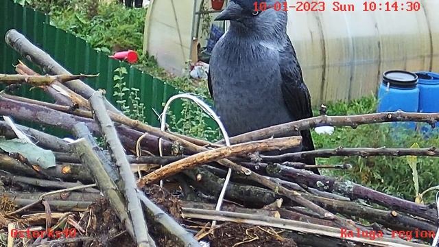 Первый посетитель в новом гнезде аистов смотреть онлайн