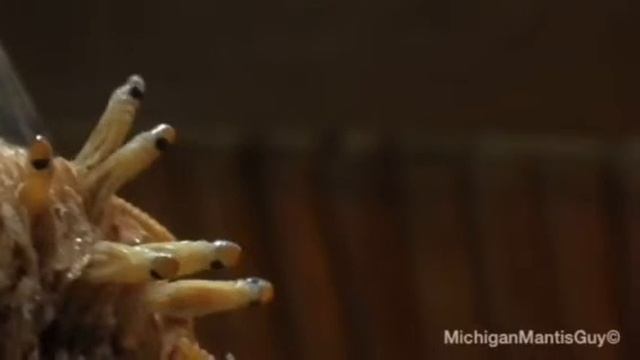 Chinese Mantis Hatching- Tenodera sinensis смотреть онлайн