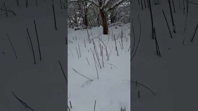 Зима, тишина и красота в нашем лесу! смотреть онлайн