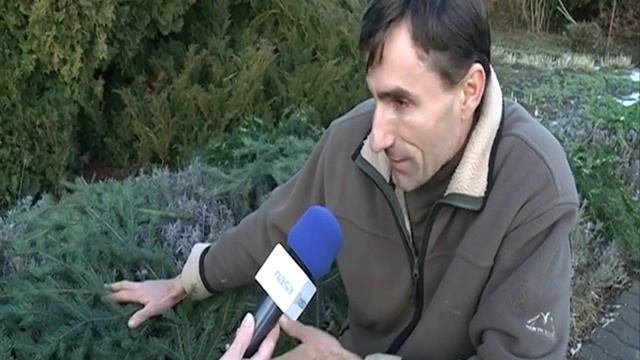 Ako sa starať o stálozelené kríky v zime ?! смотреть онлайн