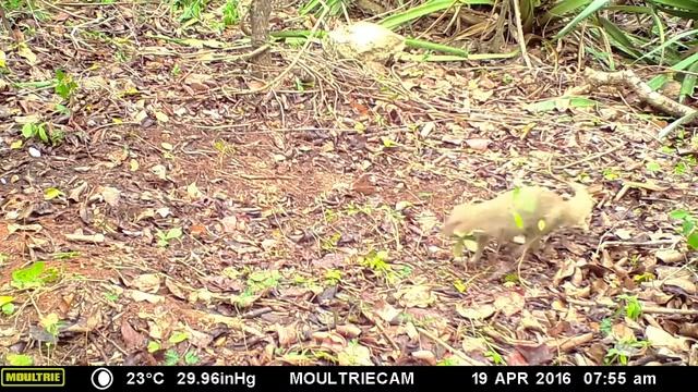 Male Mongoose Scent Marking