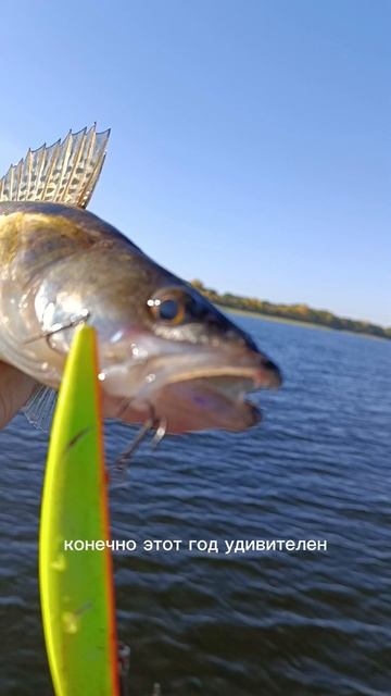 удачные поиски судака  #рыбалканаозере #fishing #судак #спиннинг