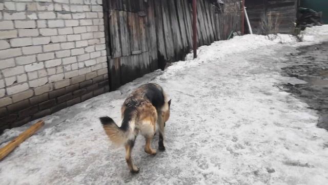 Берта готова к вязке. смотреть онлайн