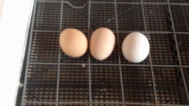 закладка яиц смотреть онлайн