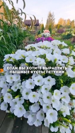 🌸Если вы хотите вырастить по-настоящему пышные кусты петунии — то петунию необходимо стричь!