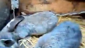 кролики породы обер которым1.5м.