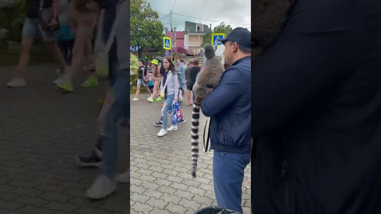 Фотосессия с лемуром в Лазаревском