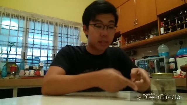 My smallest ant species in my smallest formicarium ever. смотреть онлайн