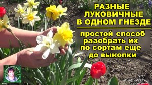 Как разобрать тюльпаны и нарциссы в одном гнезде по сортам еще во время цветения