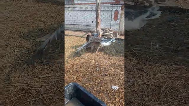 #гусиныебои #КомогорсГорьковским смотреть онлайн