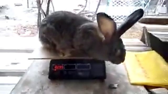 самка 10месяцев смотреть онлайн