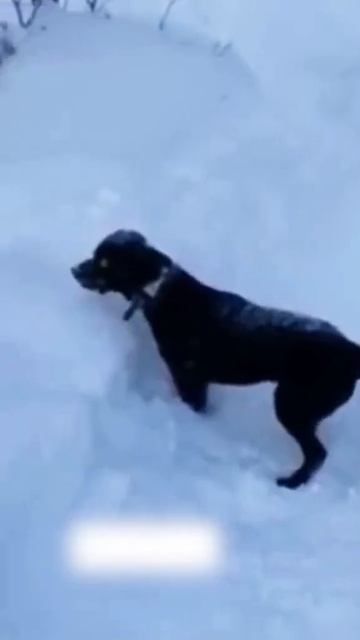 Winter Animal Hilarious Moments! Funniest Animals Shorts 😂 - Best Cats😹 & Dogs🐶 2023!#96 смотреть онлайн